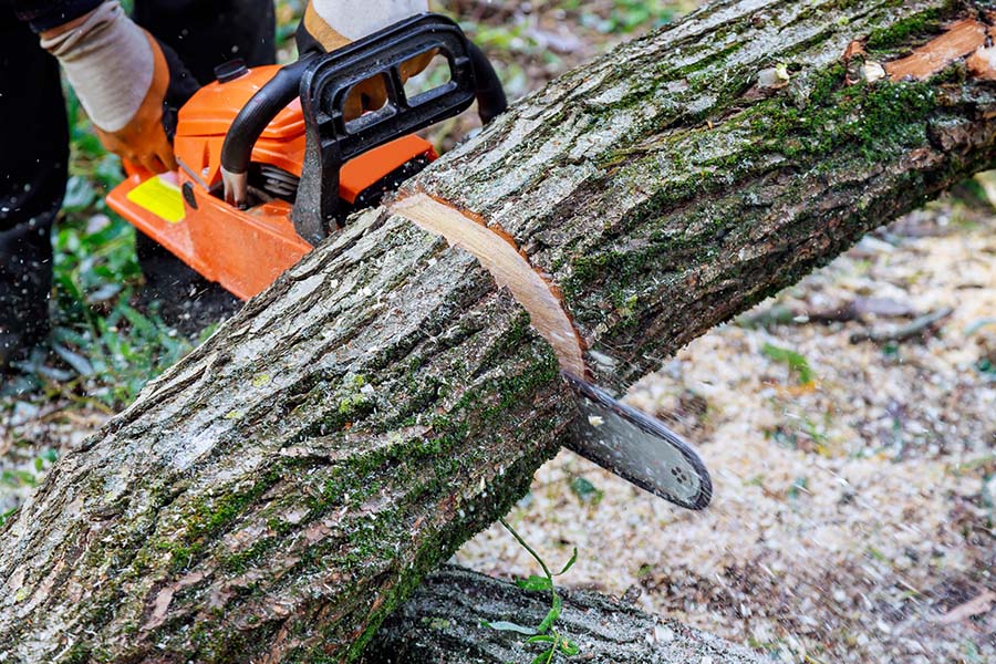 Professional tree trimming services