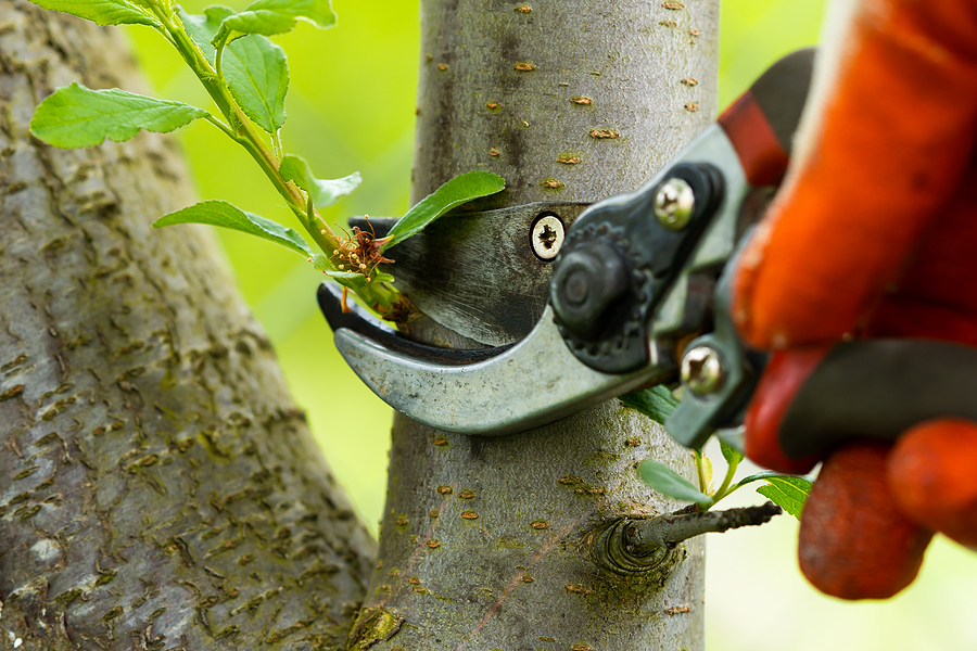 Professional tree trimming services