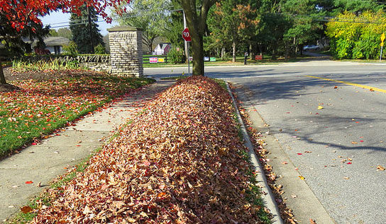 Professional Leaf Removal Services